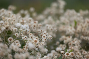 White, delicate flowers blooming in the autumn garden. Parkland scenery in Dusseldorf, Germany.