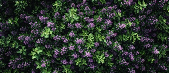 Fototapeta premium purple flowers lilac green leaves top view