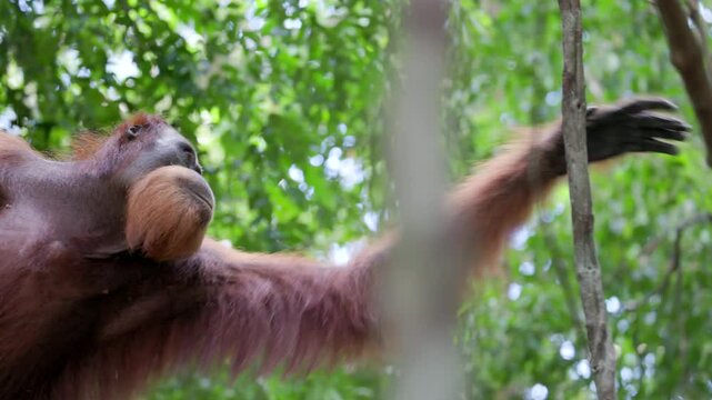 a tracking clip of a young male orangutan swinging from vine to vine in the rainforest of gunung leuser national park on sumatra, indonesia