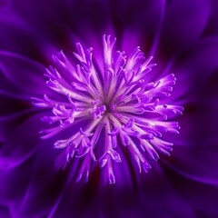 Lavender flower on a purple background