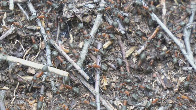 Life of forest ants in an anthill. The anthill is teeming with ants. The joint work of the ant community in the anthill