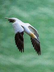 Northern Gannet, Morus bassanus, birds in flight over cliffs, Bempton Cliffs, North Yorkshire, England