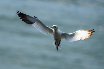 Northern Gannet, Morus bassanus, birds in flight over cliffs, Bempton Cliffs, North Yorkshire, England