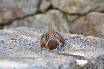 和らぎの庭のスズメ