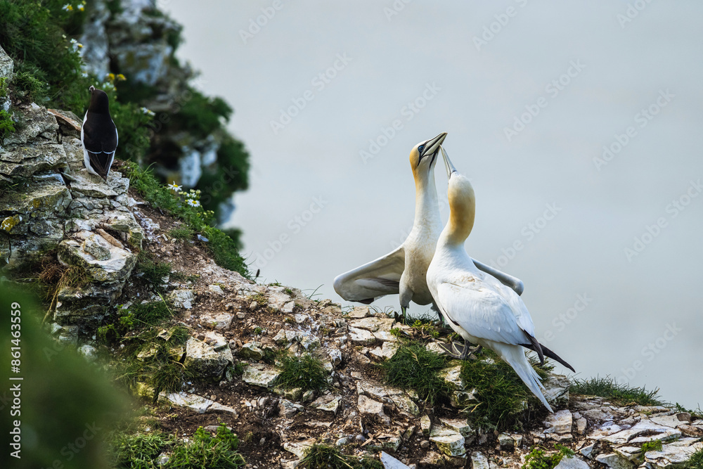 Canvas Prints Gannet, Morus bassanus, birds on cliffs, Bempton Cliffs, North Yorkshire, England