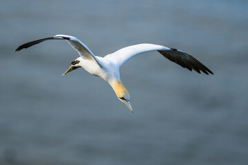 Northern Gannet, Morus bassanus, birds in flight over cliffs, Bempton Cliffs, North Yorkshire, England