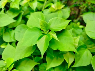 green leaves background