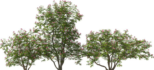 Fototapeta premium blooming shrub pink powder puff hq arch viz cut out plant
