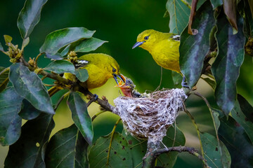Common iora feeding the chick © Riadi
