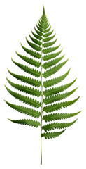 PNG Fern leaf plant white background.