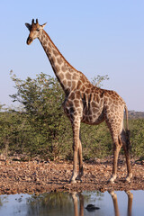 one single giraffe at a waterhole in Namibia