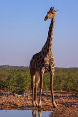 one single giraffe at a waterhole in Namibia