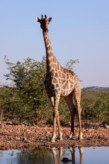 one single giraffe at a waterhole in Namibia