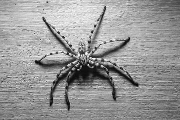 black and white picture of a common wall spider in Africa