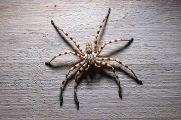 common wall spider