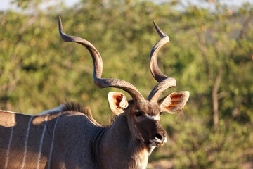 a male kudu antelope portrait picture