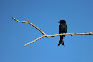 a drongo bird sits on a branch