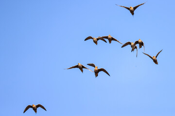 flying sandgrouses in Namibia