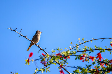 a familiar chat bird sits on a treetop in Namibia