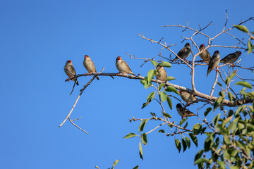 red-head finches sit on a branch