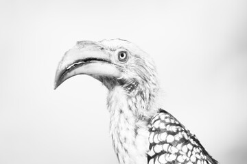 Fototapeta premium black and white picture of a southern yellow-billed hornbill