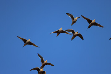 a flying flock of sandgrouses
