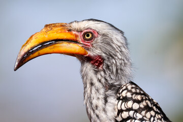 southern yellow-billed hornbill 