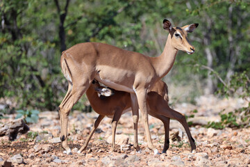 lactating impala antelope in Namibia