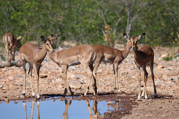 Fototapeta premium a group of female impala antelopes at a waterhole in Namibia