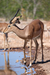 impala antelope in Namibia