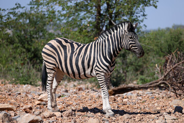a zebra in the bushlands of Namibia