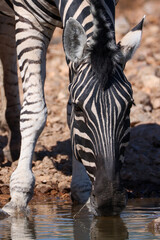 a zebra drinks at a waterhole