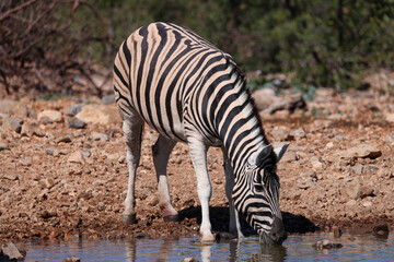 a zebra drinks at a waterhole