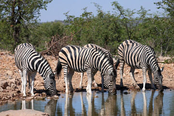 a group of zebras drink at a waterhole in Etosha Nationalpark