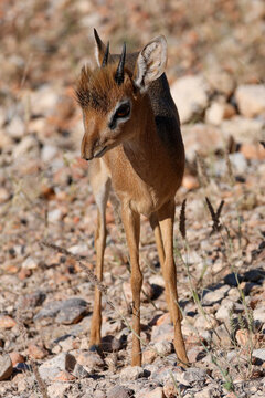 agressive dikdik antelope