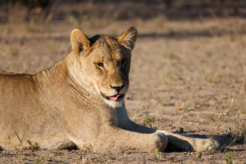 juvenile lion in the savannah of Namibia