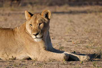 juvenile lion in the savannah of Namibia