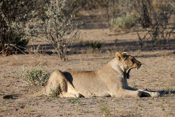 yawning lion