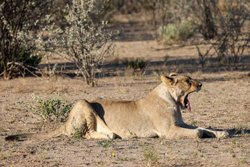 yawning lion