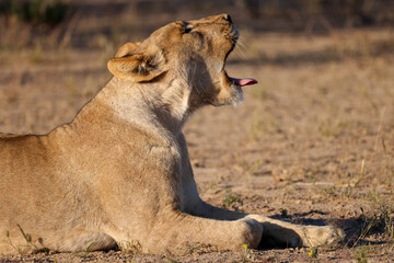 yawning lion in the savannah