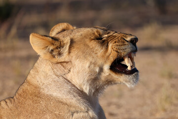 yawning lion in the savannah