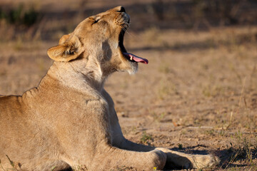 yawning lion