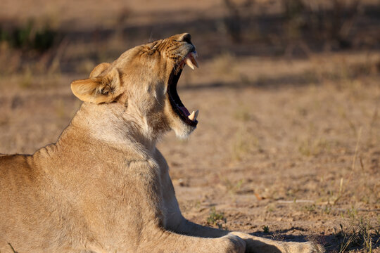 yawning lion in the savannah