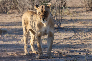 yawning lion in the savannah