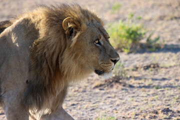 a male lion in the savannah of Namibia