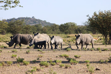 Fototapeta premium a group of white rhinos in Namibia