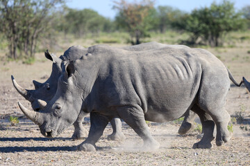 Naklejka premium two white rhinos in Namibia