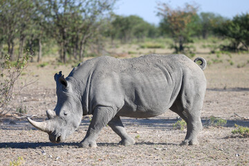 Obraz premium a white rino in the savannah of Namibia