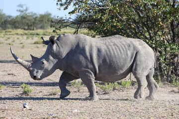 a white rino in the savannah of Namibia