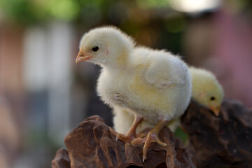 Cute little chicken isolated on nature background 